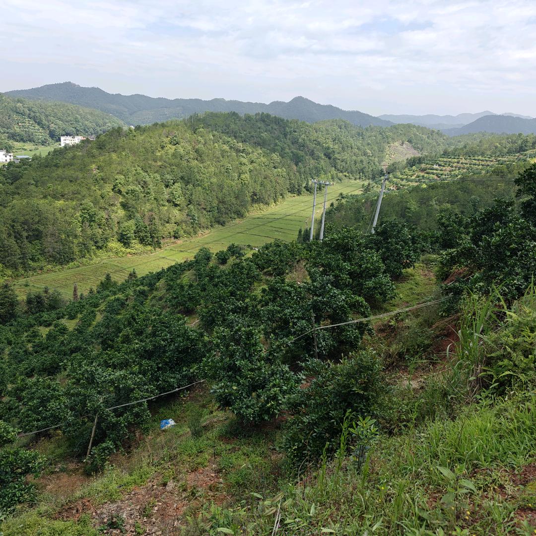南山秋