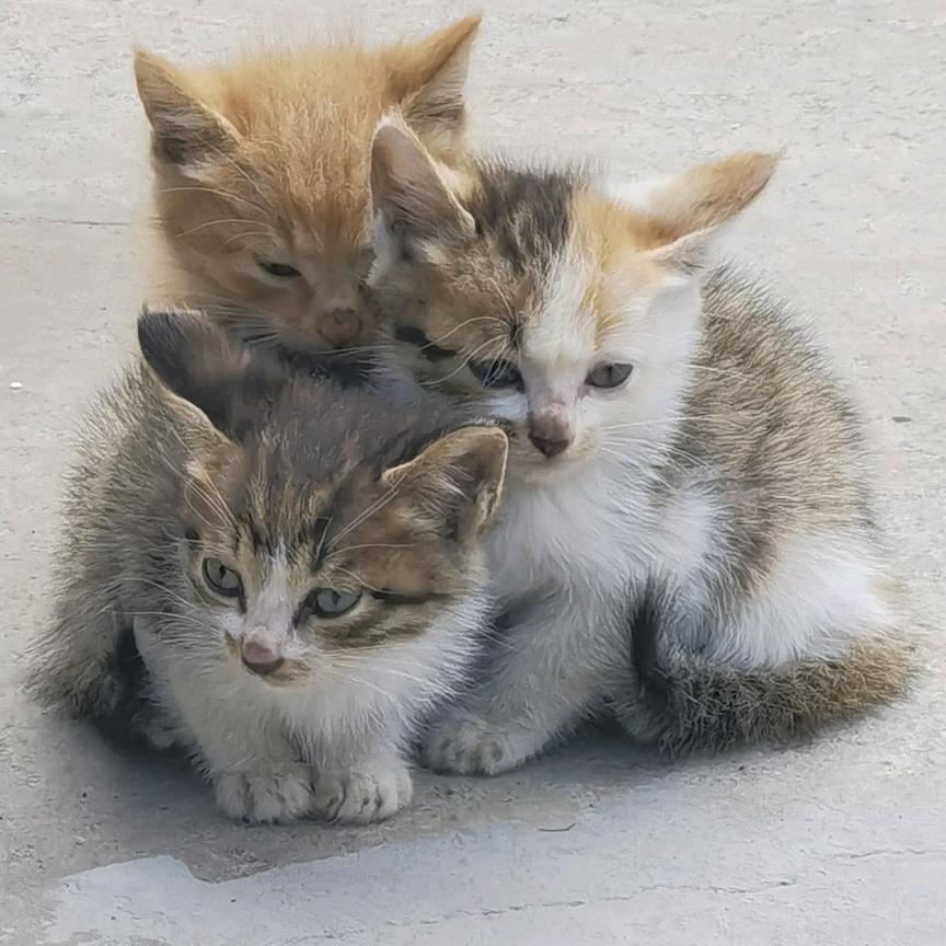 六喜丸子（必互关）