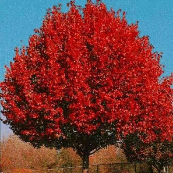 彩叶豆梨，欧洲小叶椴