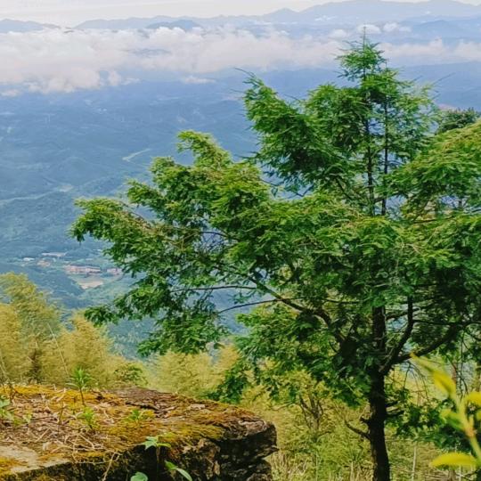 峭桷瑟（武夷岩茶厂家源头供应）