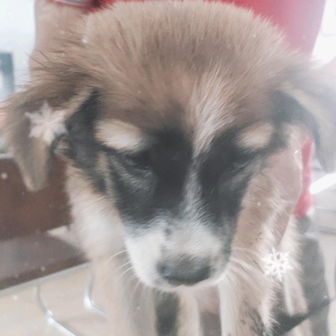 小可爱