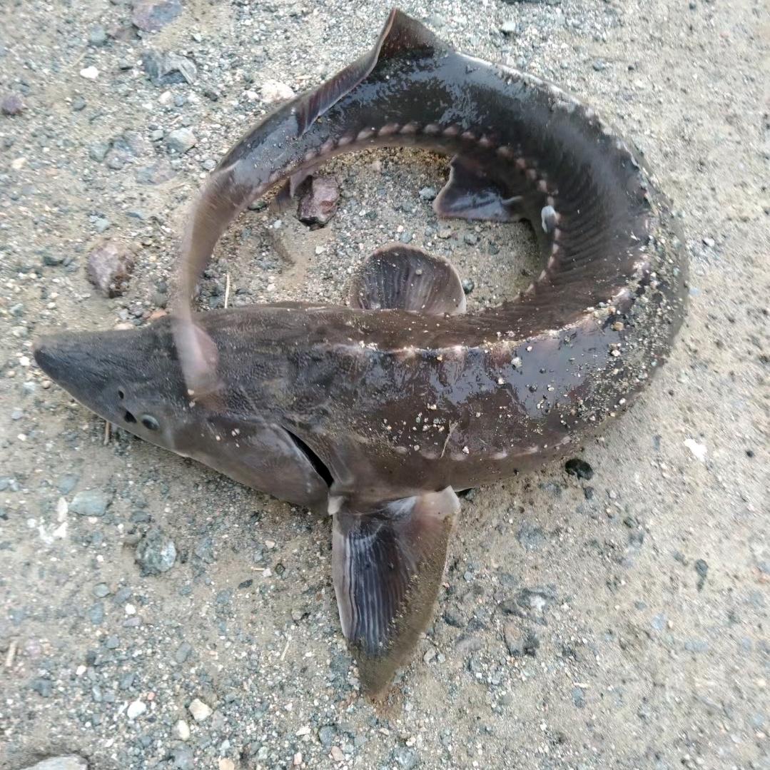 乡村里的富二代