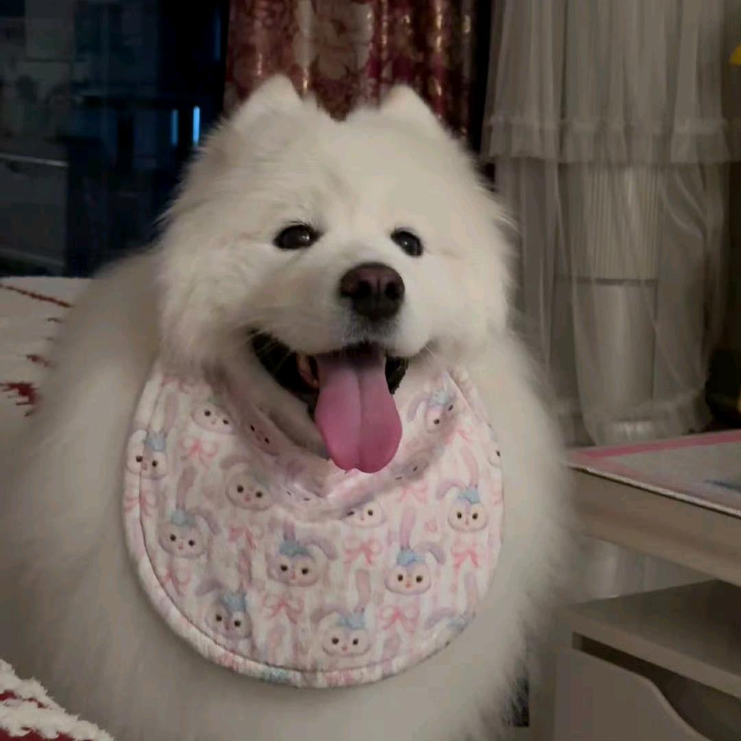 七月与八喜🐶