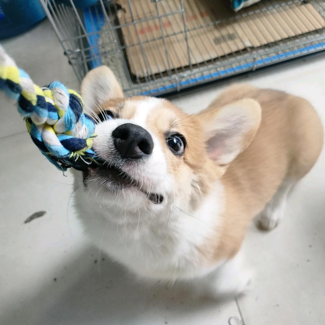 周小点是个大牛角