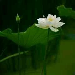 凡所有相皆是虚妄