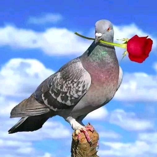 人生如梦🌹🌹