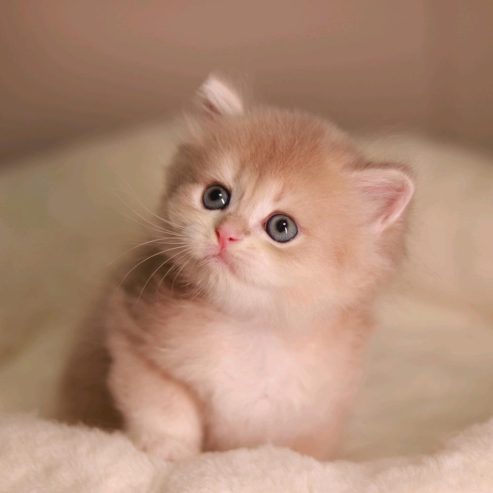 娇黏的猫🐱
