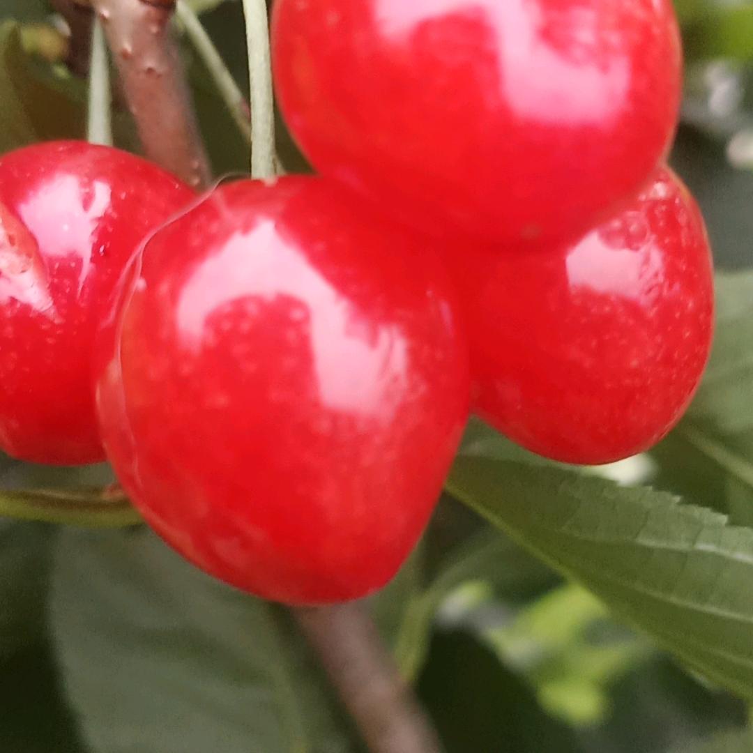 绵竹大樱桃种植基地，地址汉旺镇牛鼻村。