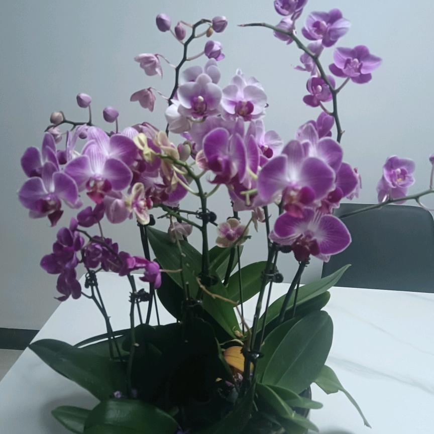 紫花