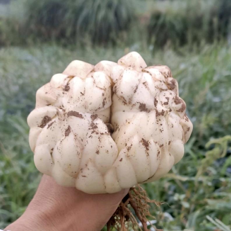 龙牙百合种植