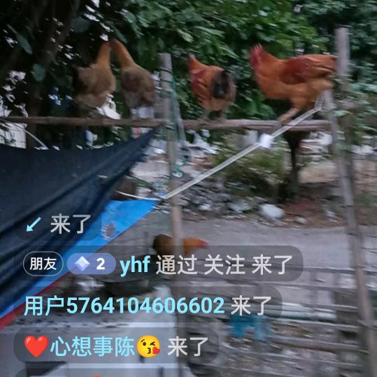 农村散养鸡鸭鹅猪3899