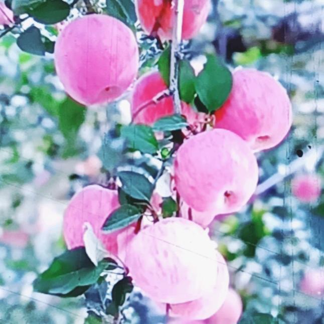 小苹果