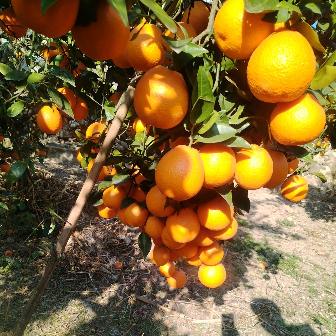 黄果柑 代办  代发  代收