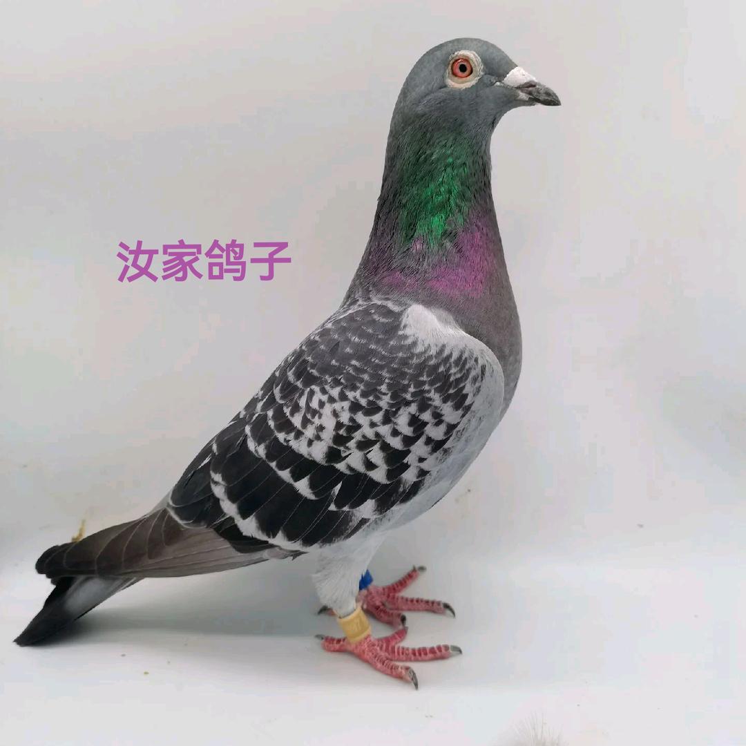 小汝家鸽子