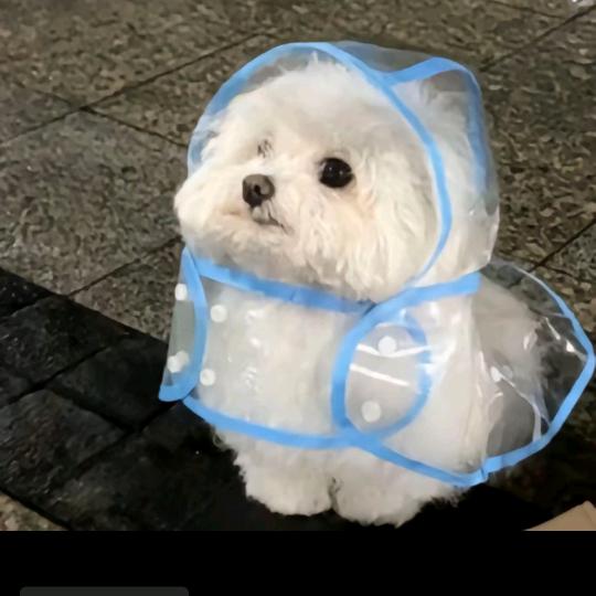 蜡笔小葵