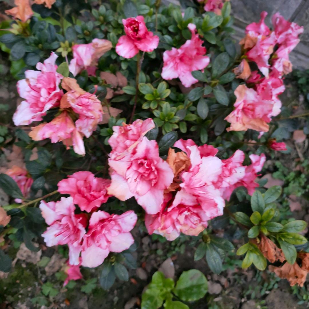 顺其自然 🀄
