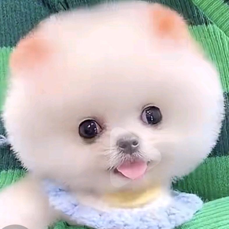 乖萌棉花糖🐶