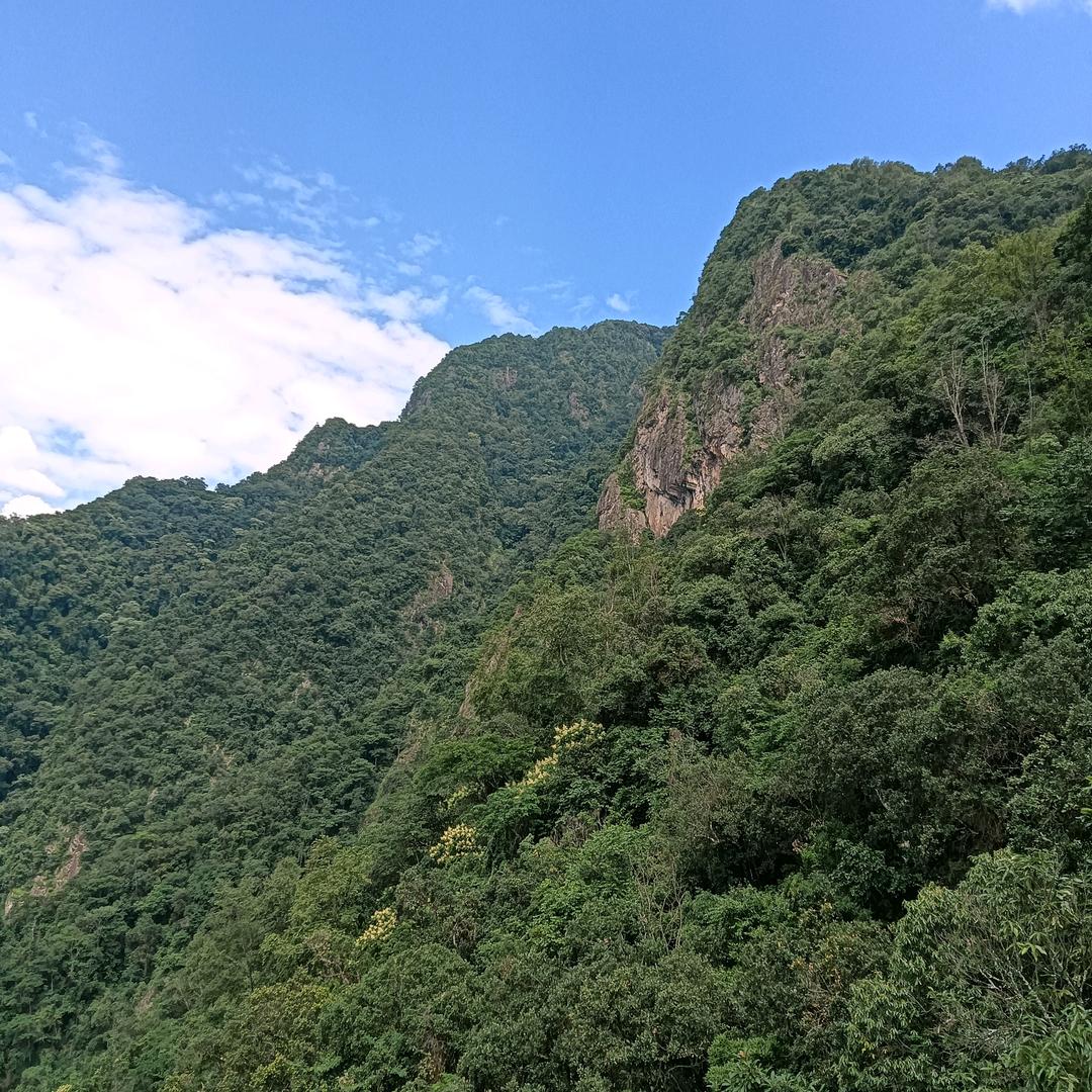 尼古拉斯