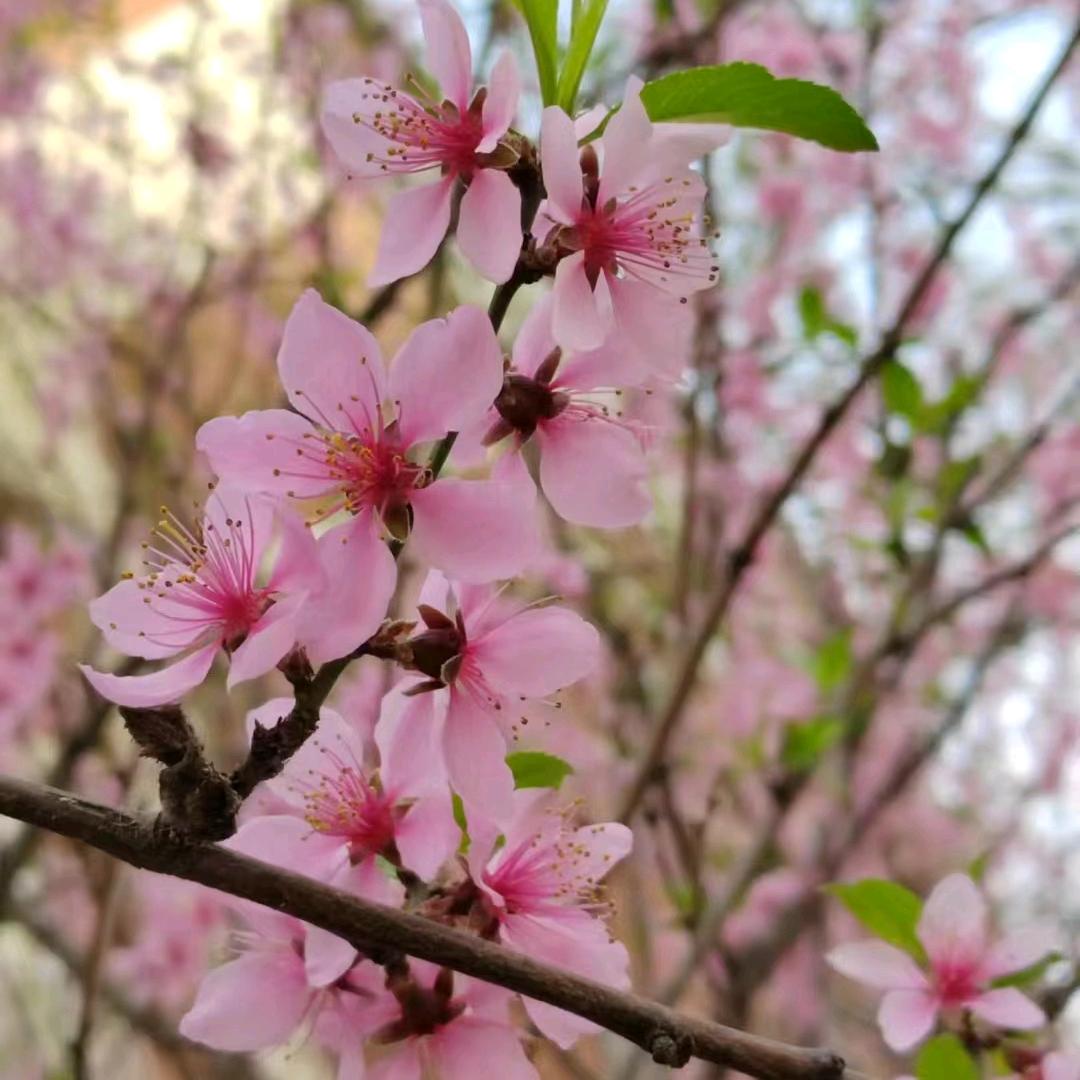 奟甮琫