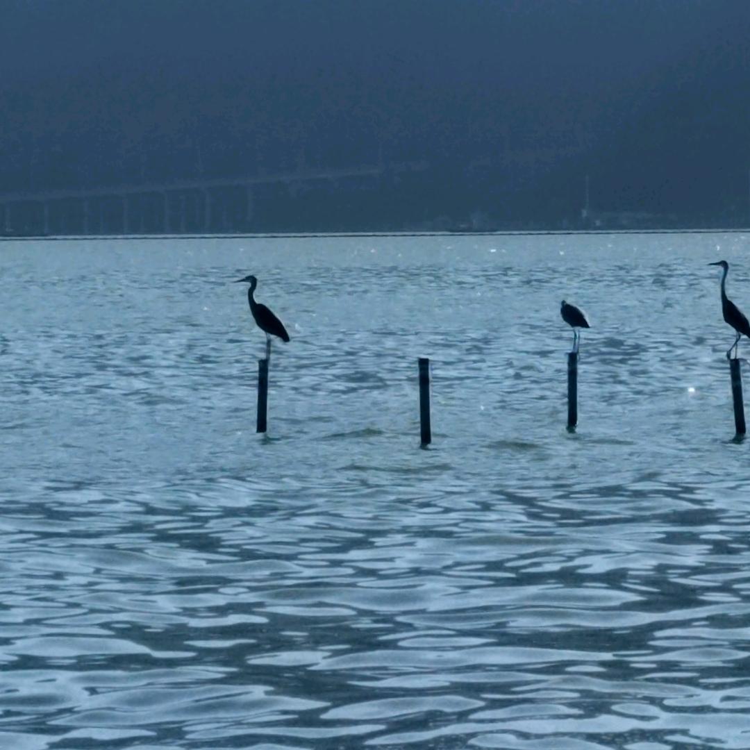 牛气冲天长汀人长住福州