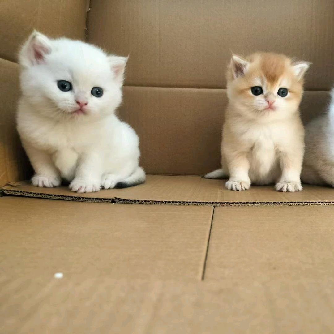 金渐层浙江金华