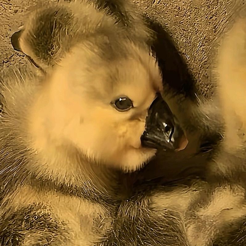 幸福家庭养殖。