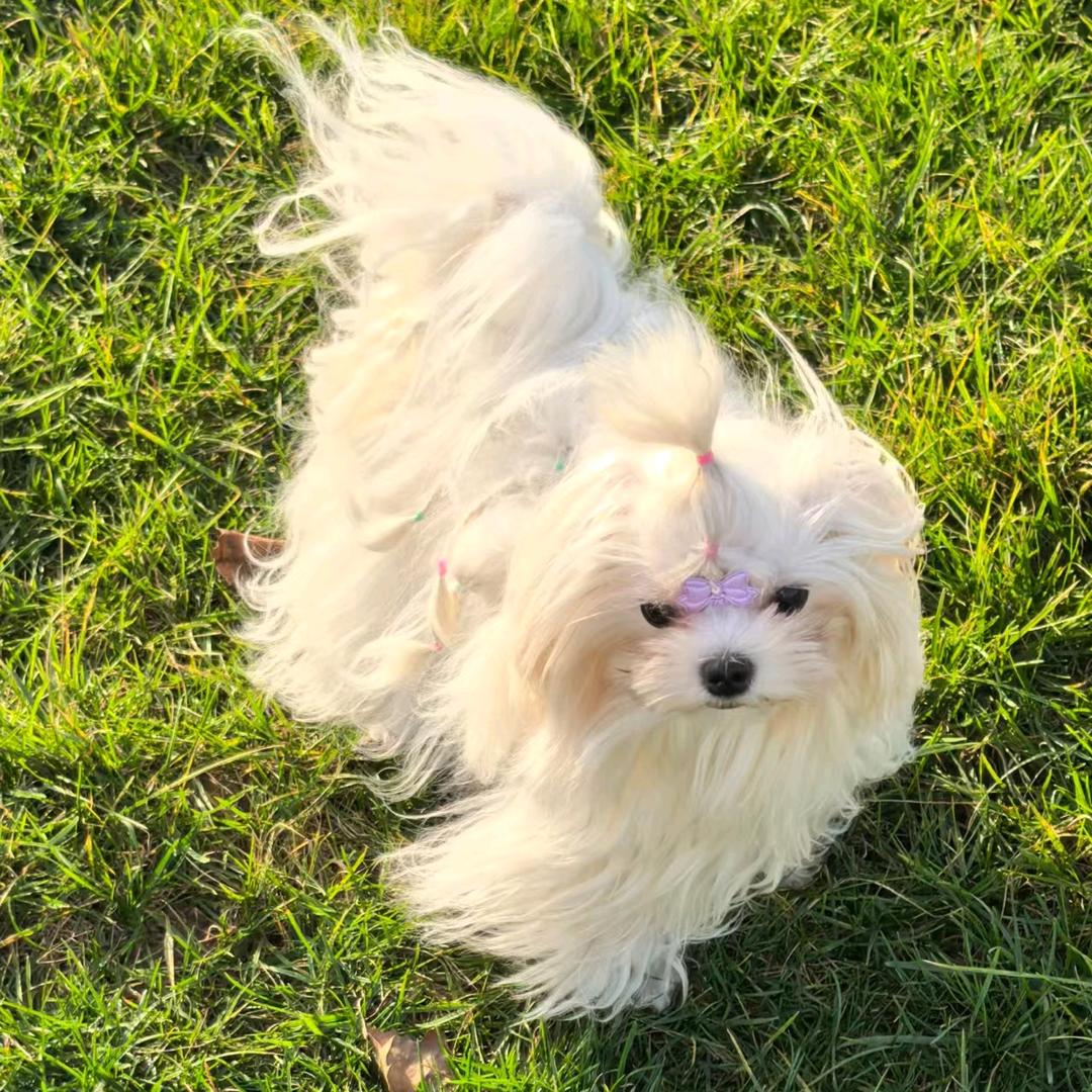 爱宠犬业林静