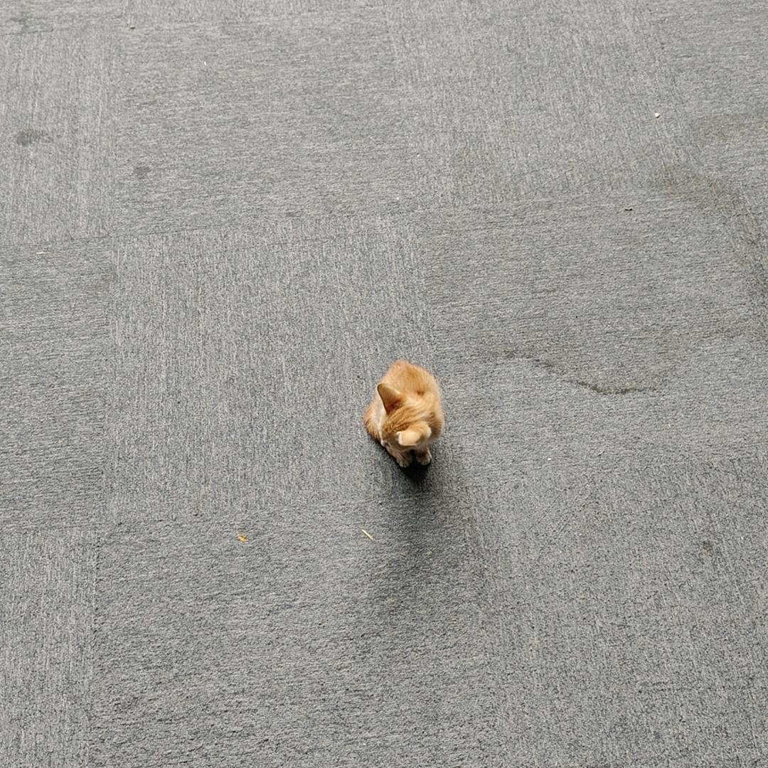 就叫飘哥