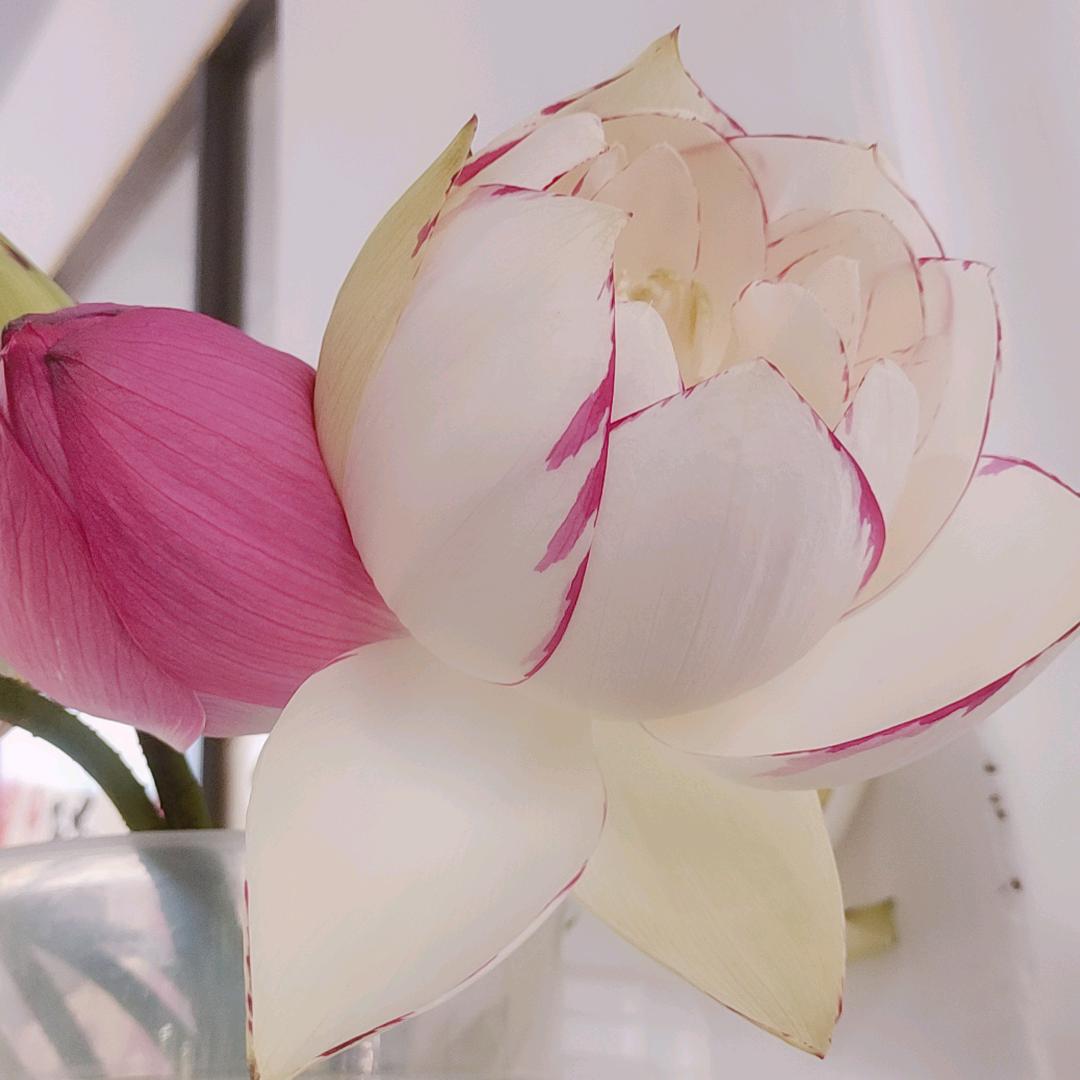 灵o( ❛ᴗ❛ )o ̑̑汐汐