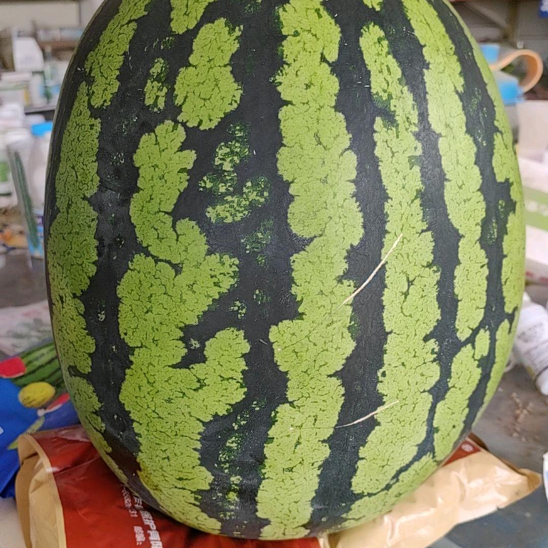大姐姐