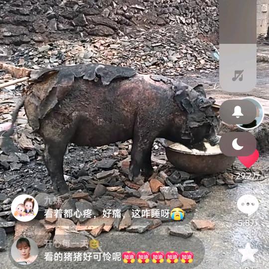 猪坚强