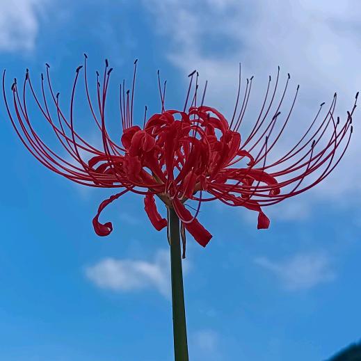 彼岸花de眼泪