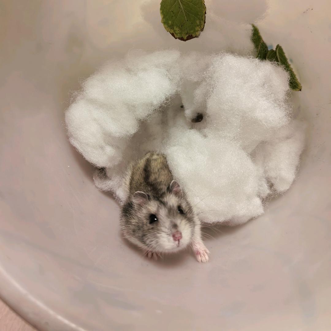 小罗头像