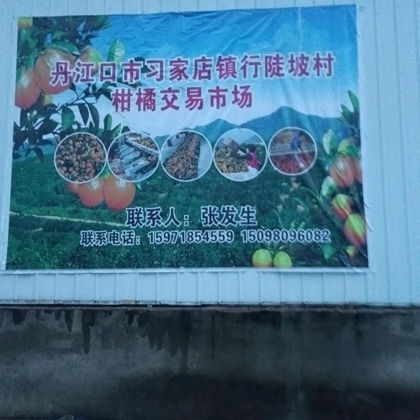 恨陡坡柑橘打蜡厂