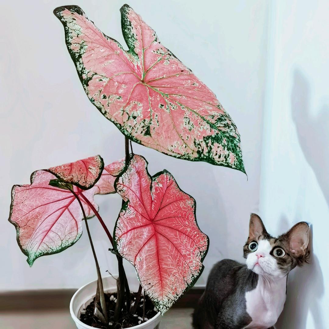 大薯条
