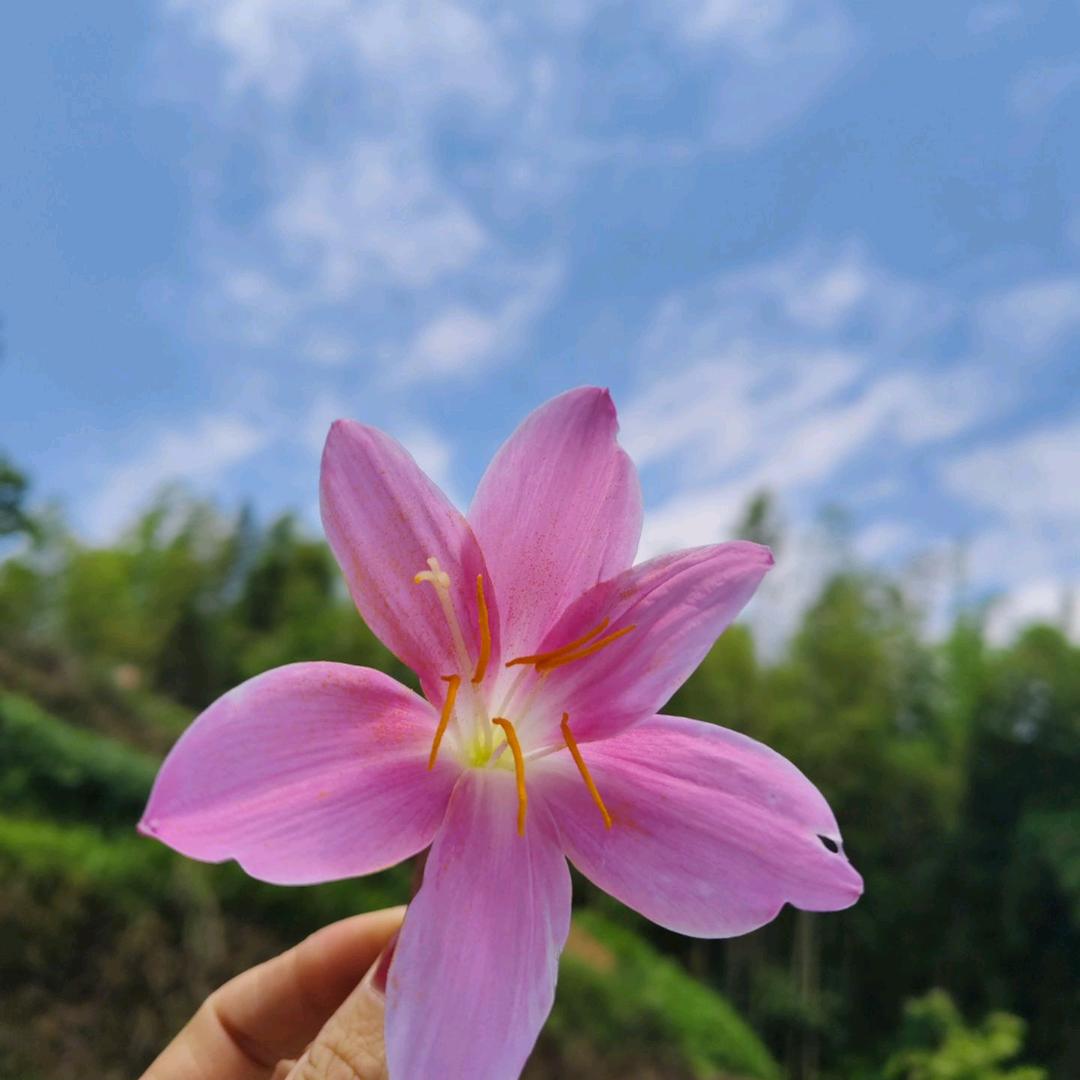颖火虫