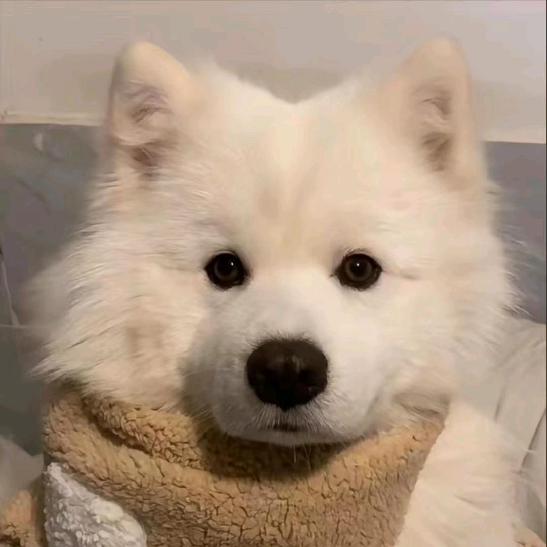 YAN