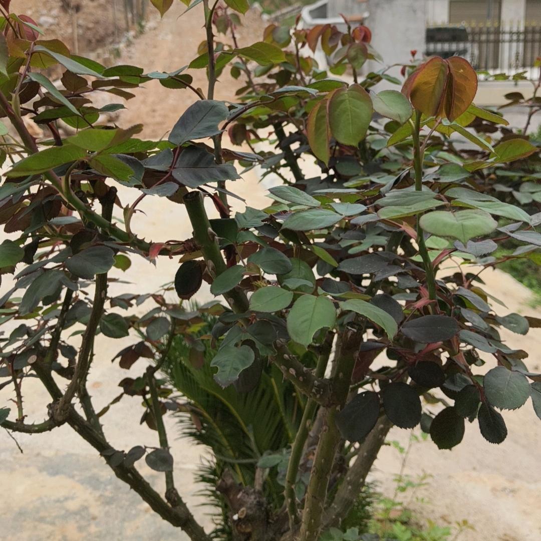 ▁倔强こ男孩う