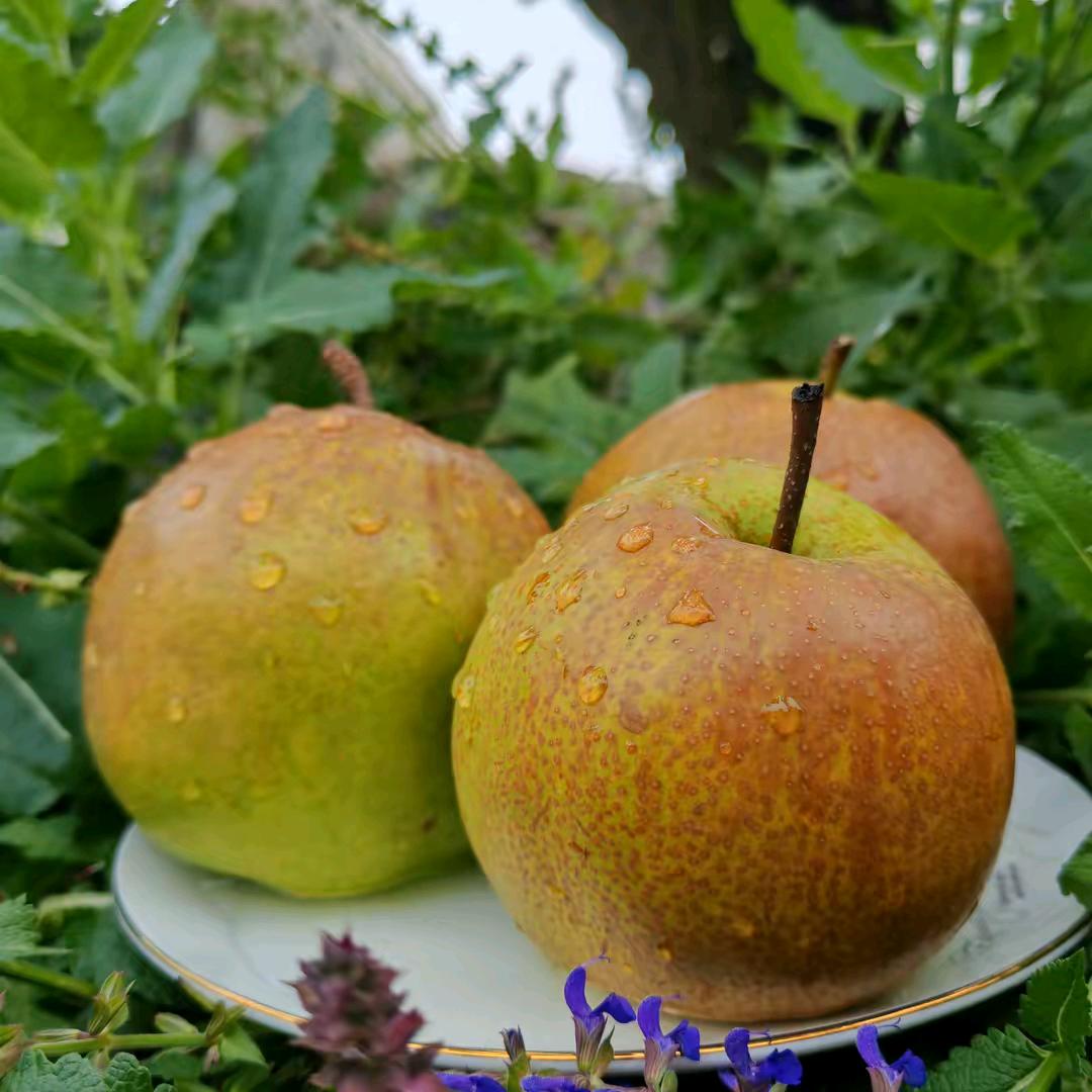 万“梨”挑一🍐