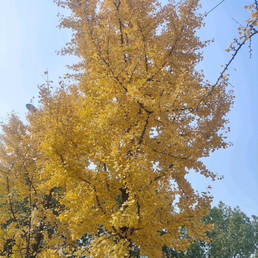难得糊涂