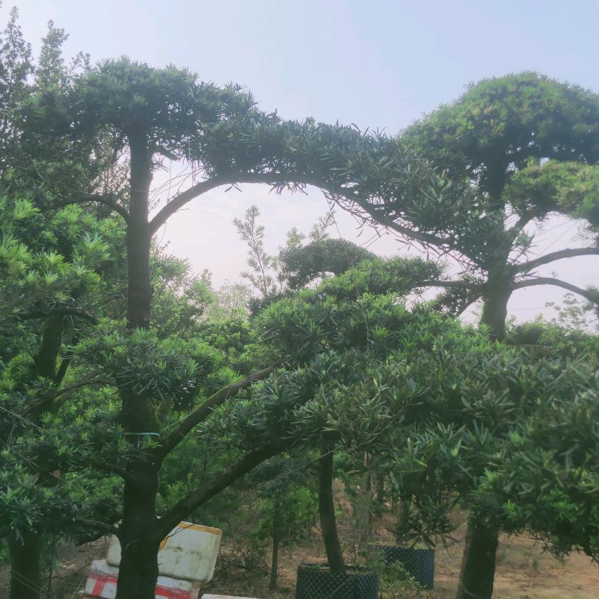 种植