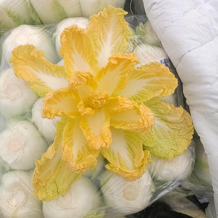 月儿弯弯照九州