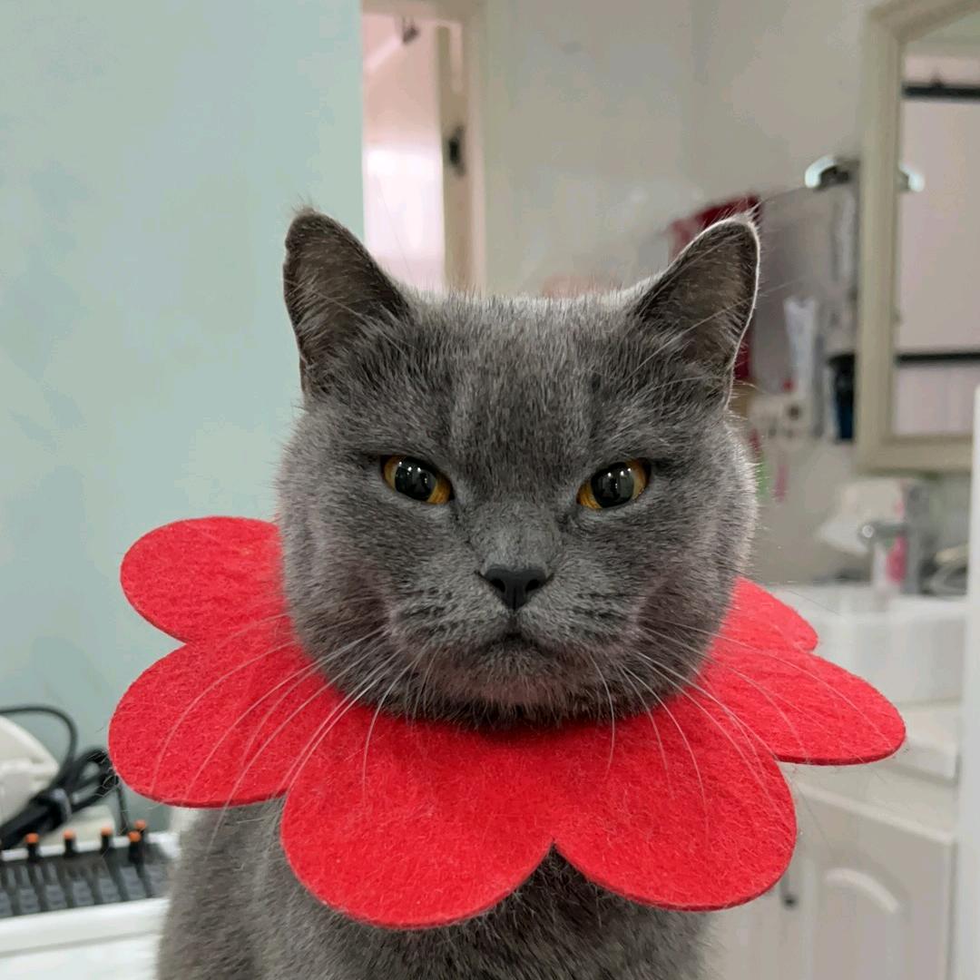 莉莉🍎