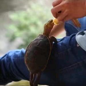 培铖-燊和黄缘
