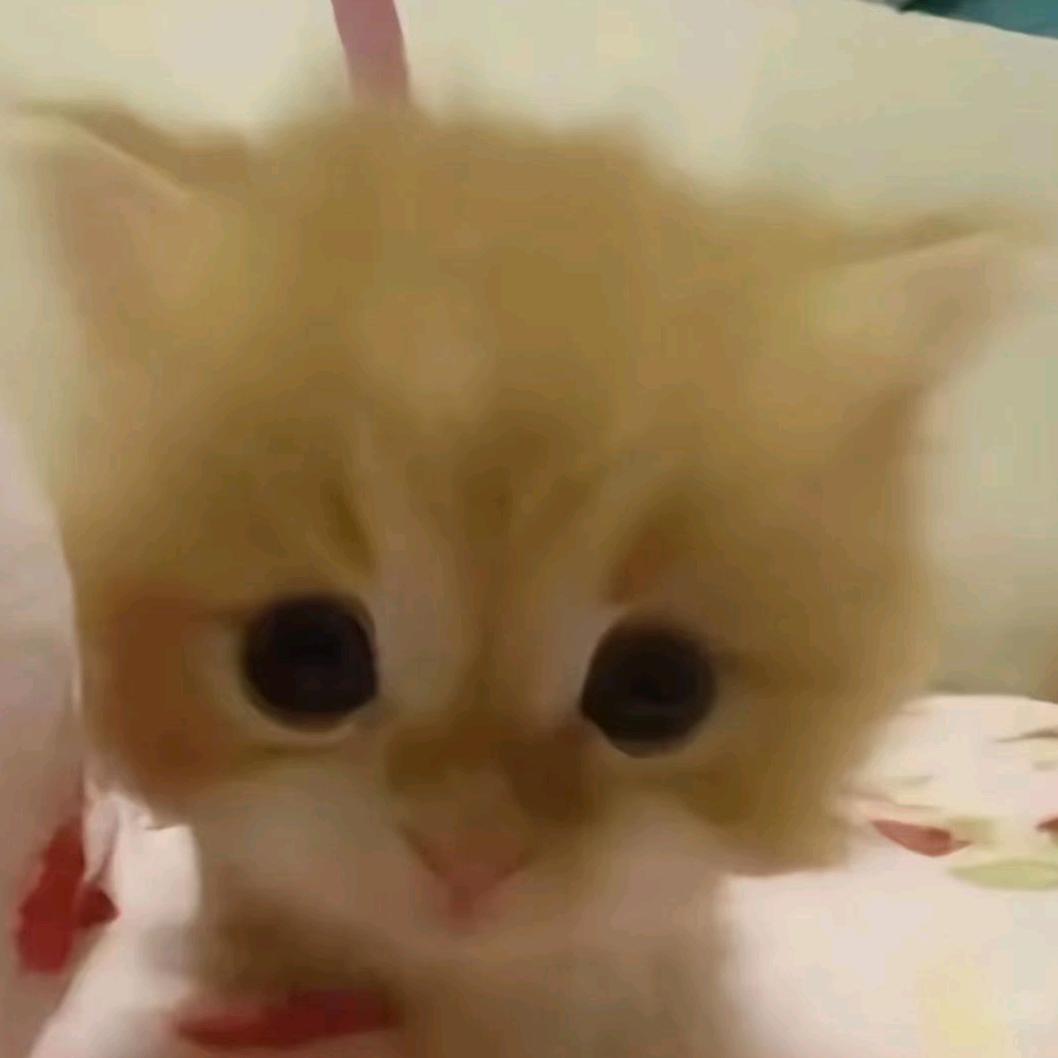 梨絮漾🌧