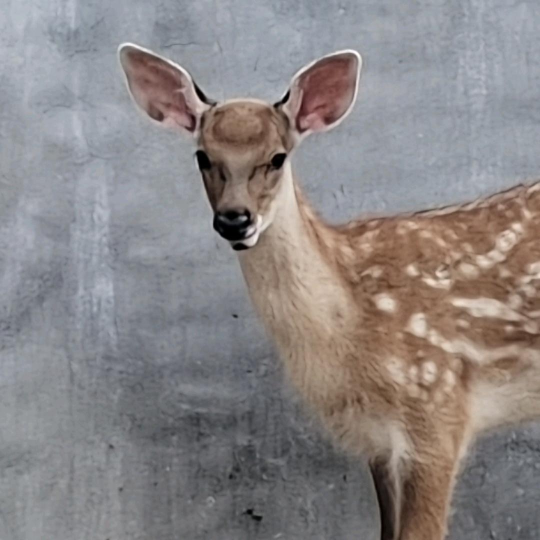 🦌梅花鹿养殖🦌