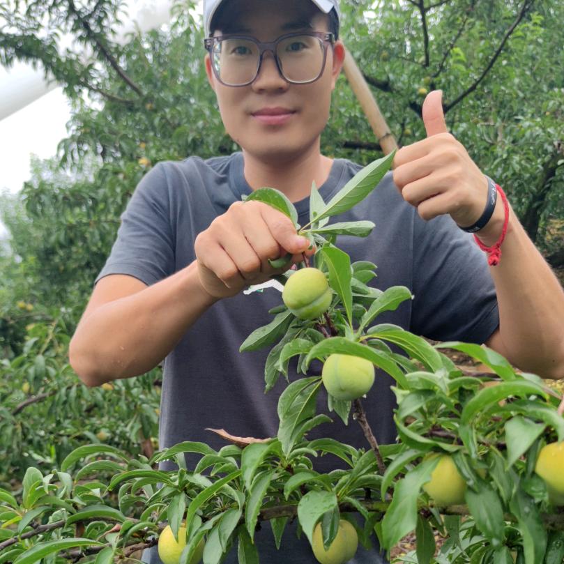 六马阿飞蜂糖李