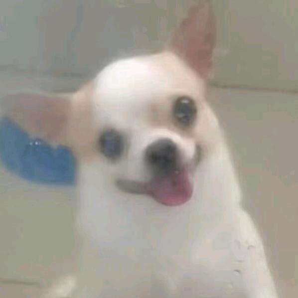 360°炫彩螺旋蟑螂