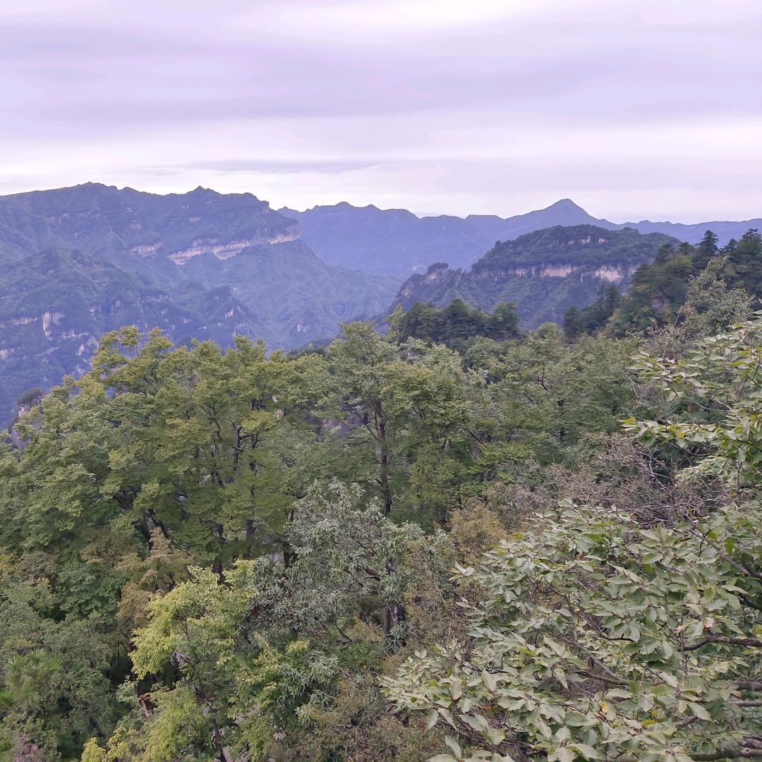 岁岁向晚