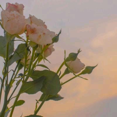 ᐝᥫᩣ暖❧阳🌻